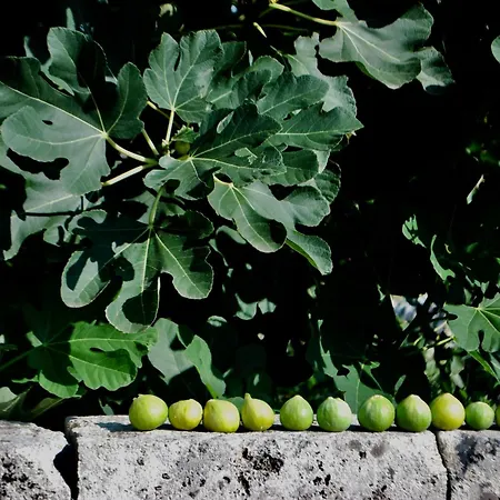 Farm stay Tenuta Muzio *